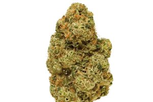 Pedanios 26/1 EHD CA